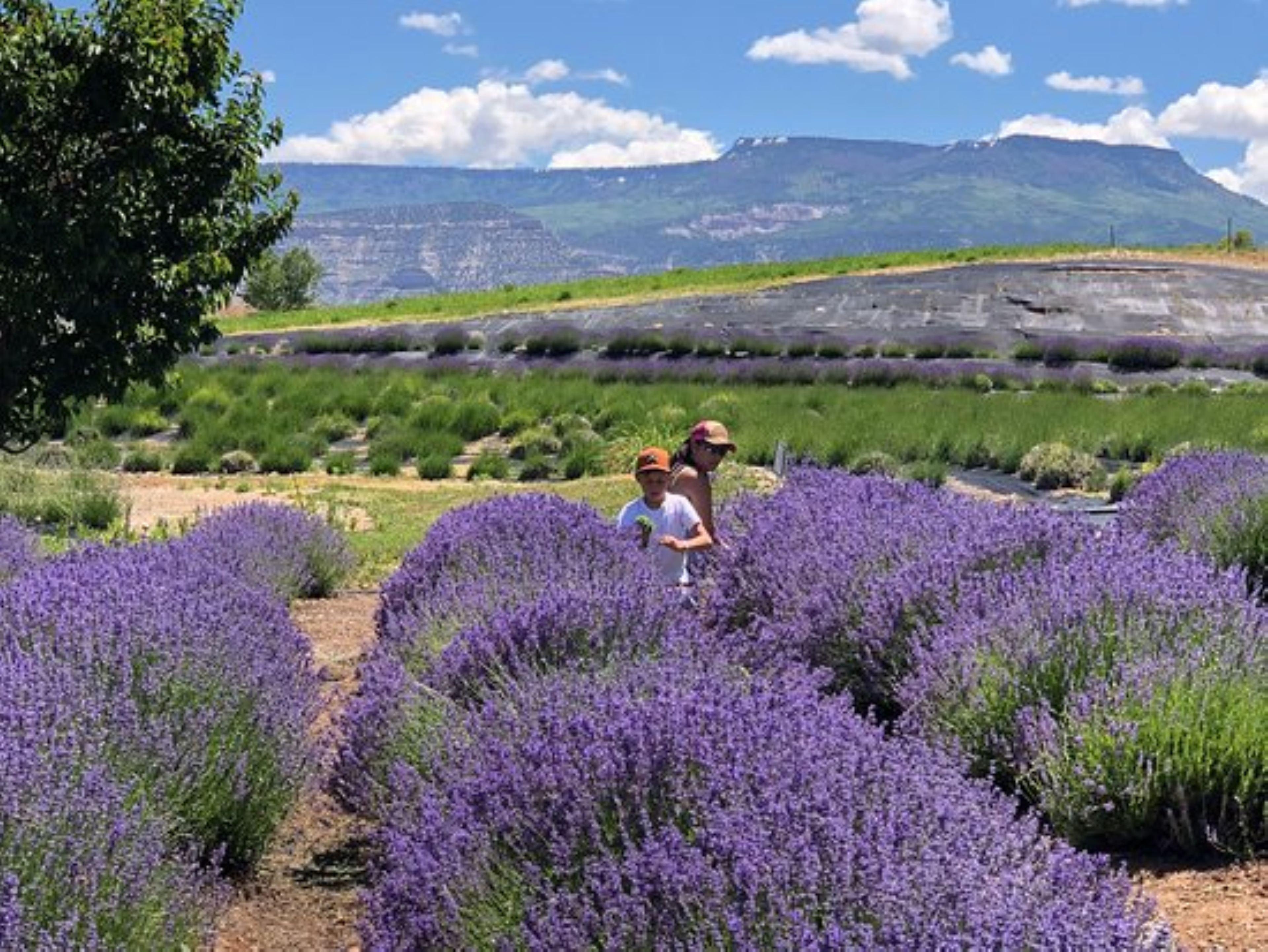 Holiday & Grand Junction-airport By Ihg Grand Junction