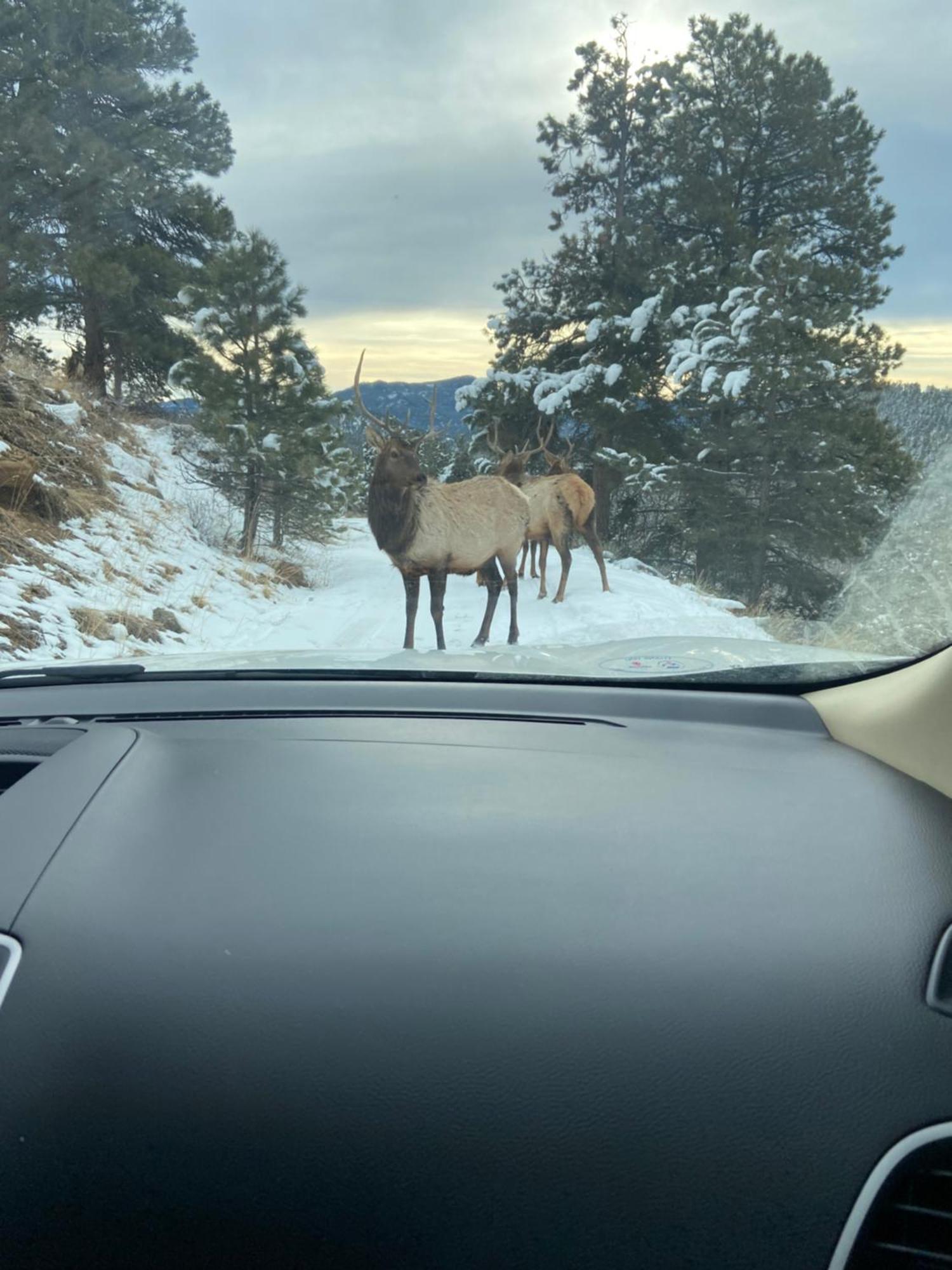 Bed & Breakfast Colorado With Beautiful Views Evergreen