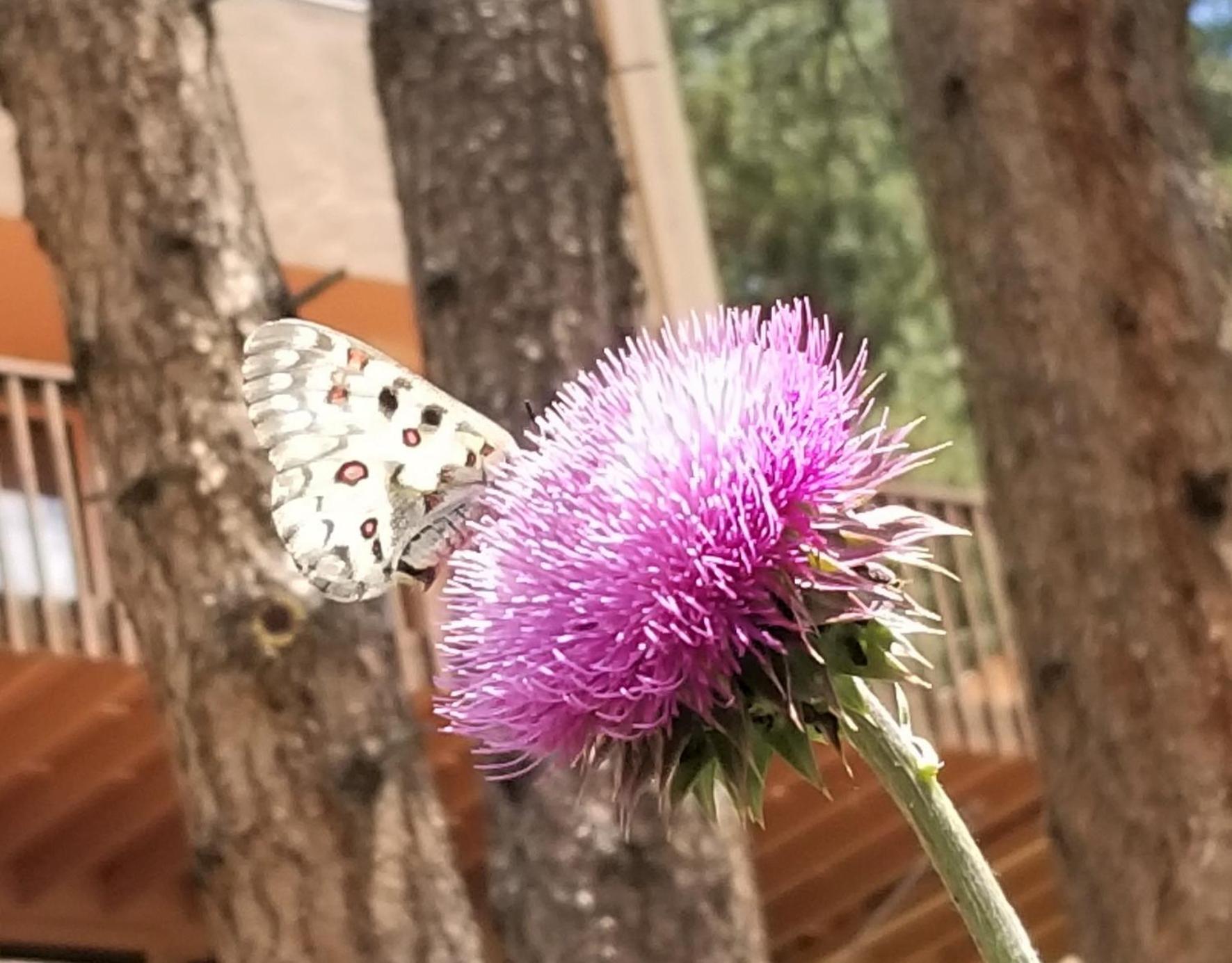 Kokopelli 5* Estes Park