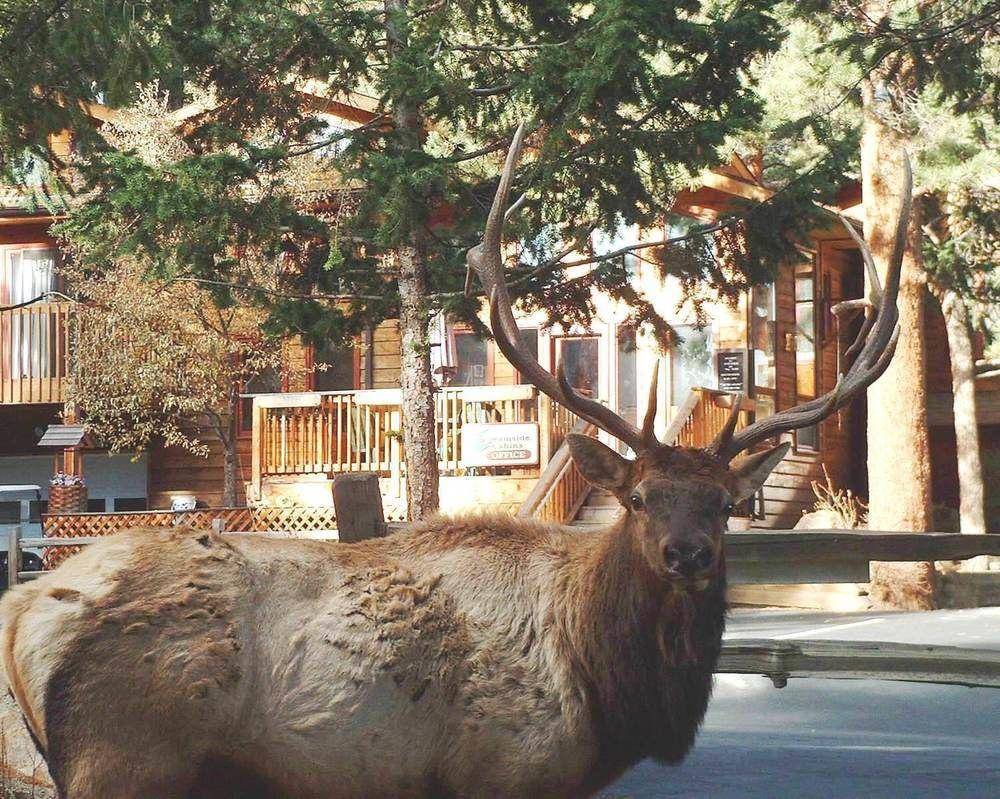 Hotel Streamside On Fall River Estes Park
