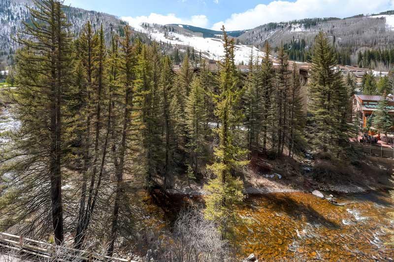 The Wren At Vail