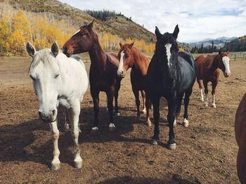 Elk River Guest Ranch Hotel