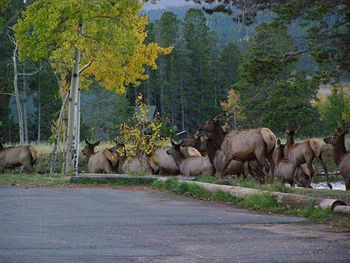 Dao House 3* Estes Park