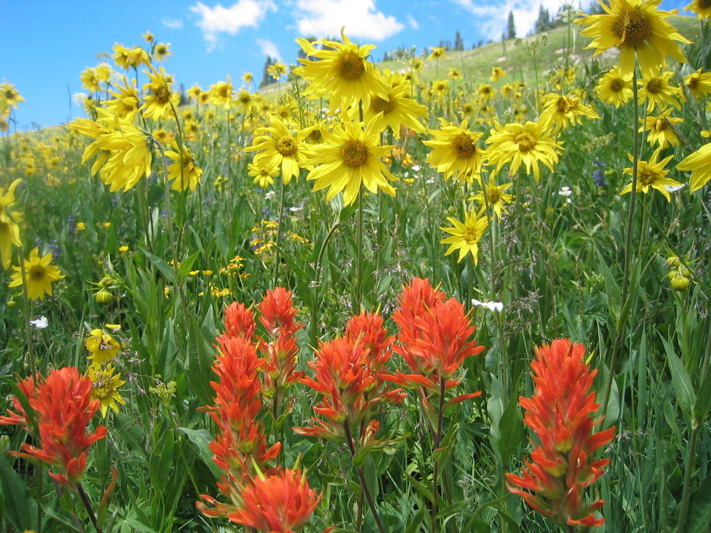 Lodge Cristiana Guesthaus Crested Butte