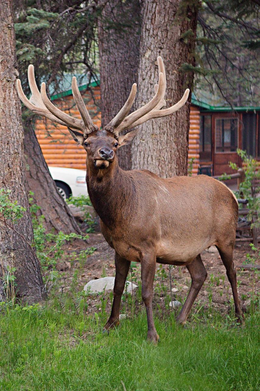 Idlewilde By The River 3* Estes Park