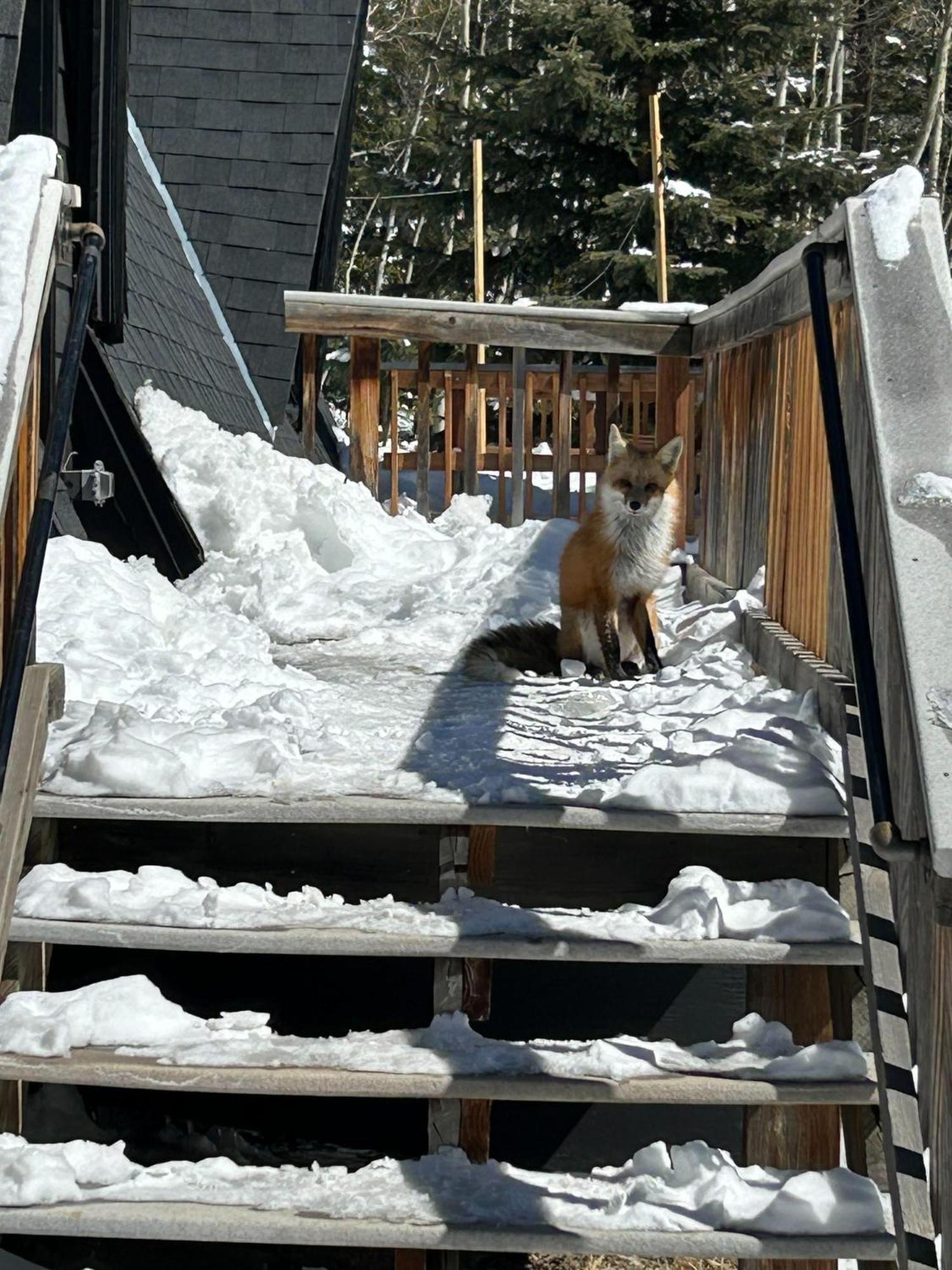 Modern A-frame - Mountain Views - *