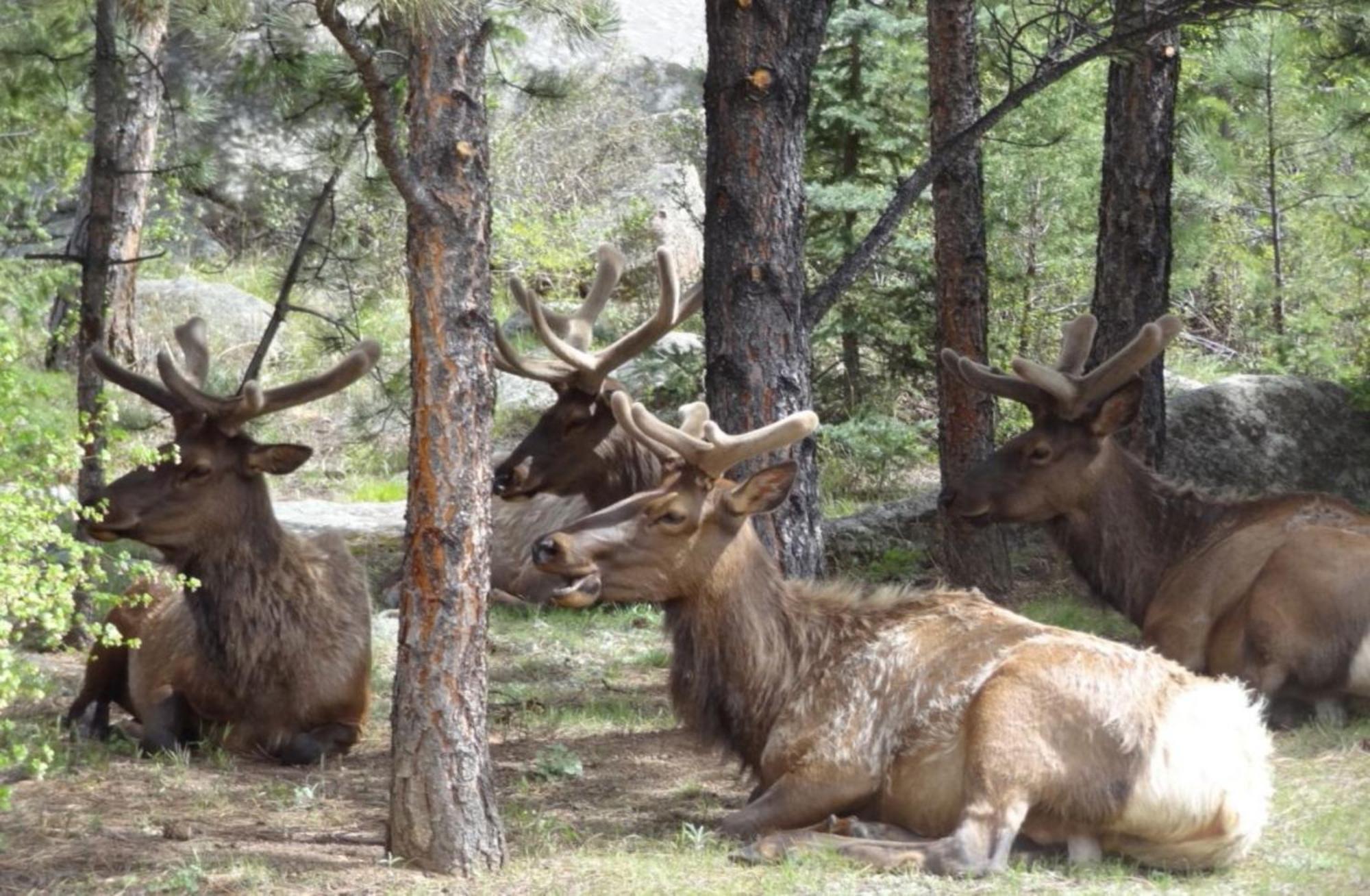 Resort Stonebrook - Adult Only Estes Park